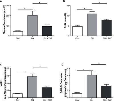 Trimetazidine Inhibits Renal Tubular Epithelial Cells to Mesenchymal Transition in Diabetic Rats via Upregulation of Sirt1